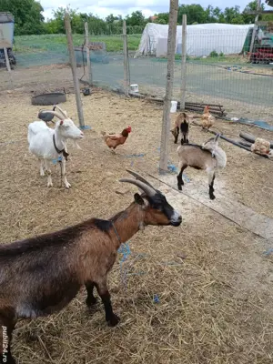 vând 3 capre  - imagine 3