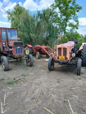 vând 3 capre  - imagine 2