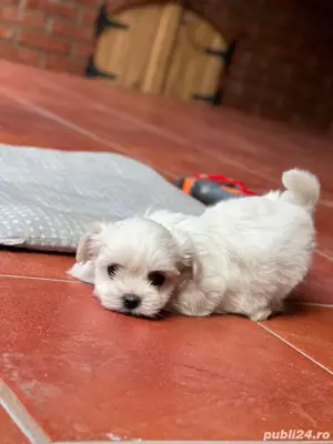 mini toy isi cauta casuta  - imagine 2 mini toy isi cauta casuta  - imagine 2