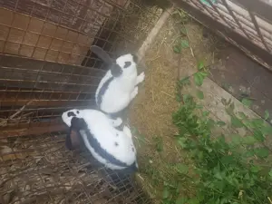 Iepuroaice Fluture german , cauta alta casa - imagine 3