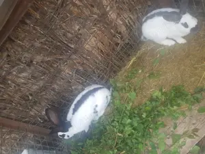 Iepuroaice Fluture german , cauta alta casa - imagine 2