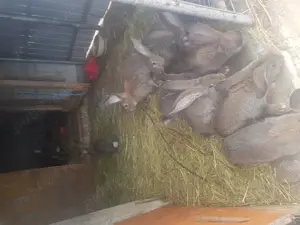 Iepuri Urias german - imagine 3