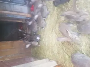 Iepuri Urias german - imagine 5