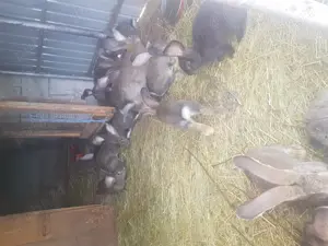 Iepuri Urias german - imagine 2