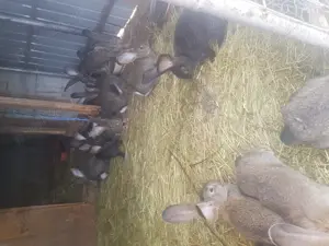 Iepuri Urias german - imagine 4