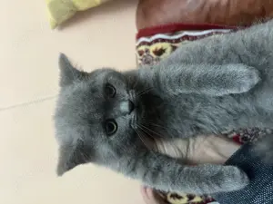 British Shorthair  puiuți pisica - imagine 2
