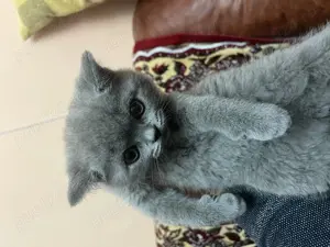 British Shorthair  puiuți pisica - imagine 3
