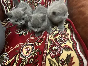 British Shorthair  puiuți pisica - imagine 5