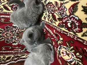 British Shorthair  puiuți pisica - imagine 4