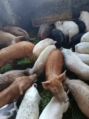 Vând purcei, porcii grașii, vier scroafe gestante  - imagine 2