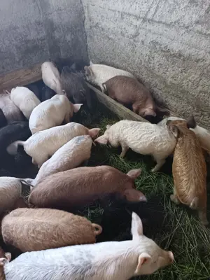 Vând purcei, porcii grașii, vier scroafe gestante  - imagine 3