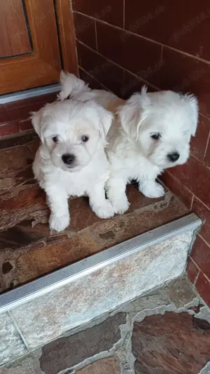 Bichon Maltez