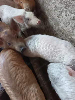 Vând purcei, porcii grașii, vier scroafe gestante  - imagine 4