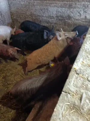Vând purcei, porcii grașii, vier scroafe gestante  - imagine 5