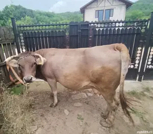 Vaca de vanzare  - imagine 2