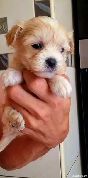 Fetita Maltipoo rasa pura