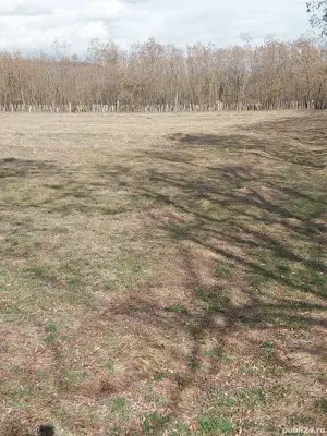 Teren intravilan 2500 m - Polovragi - imagine 4