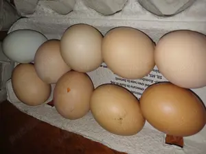 Vand oua gaina de casa în Micalaca 