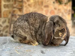 Femela Berbec German Agouti