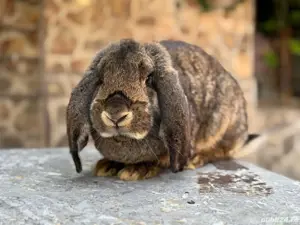 Femela Berbec German Agouti - imagine 3