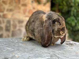 Femela Berbec German Agouti - imagine 2