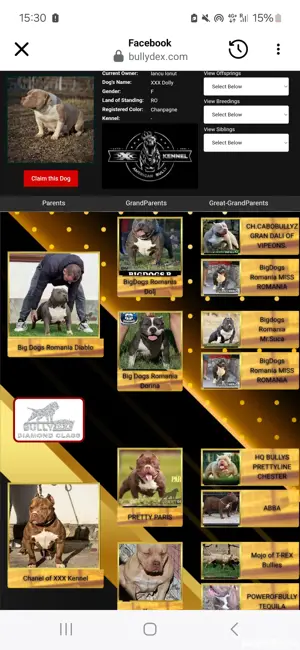 American bully femela - imagine 3