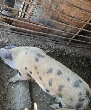 Vand porci duroc - imagine 3