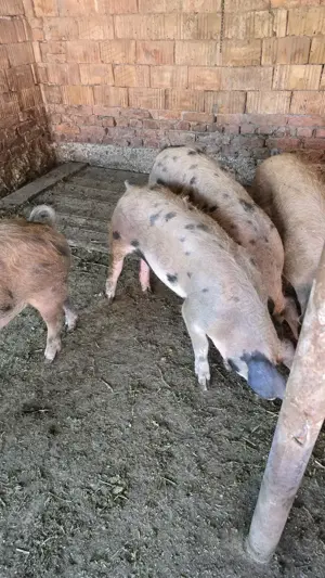 Vand porci duroc - imagine 2