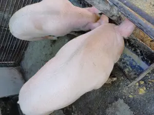 Disponibili  - imagine 2