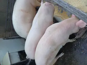 Disponibili  - imagine 3