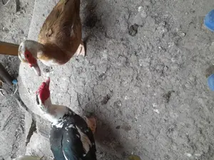 Vand o pereche tanara rate lesesti