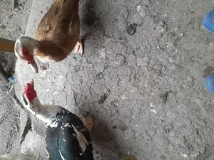 Vand o pereche tanara rate lesesti - imagine 2