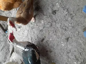 Vand o pereche tanara rate lesesti - imagine 3