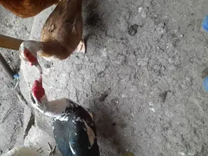 Vand o pereche tanara rate lesesti - imagine 4