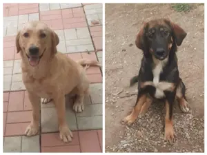 Metisi labrador pui, gratuit