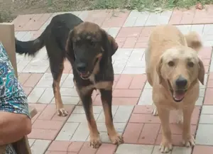 Metisi labrador pui, gratuit - imagine 2