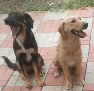 Metisi labrador pui, gratuit - imagine 4