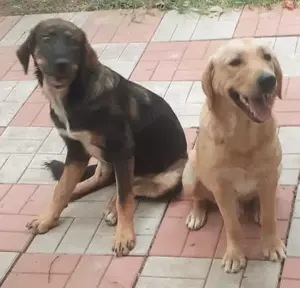 Metisi labrador pui, gratuit - imagine 3