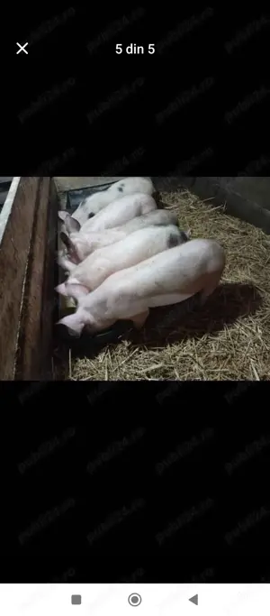 Vând purceii de carne crescuți natural 