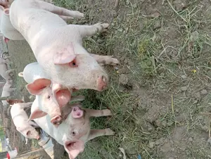 Vând purceii de carne crescuți natural  - imagine 3