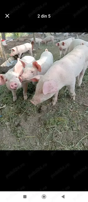 Vând purceii de carne crescuți natural  - imagine 2