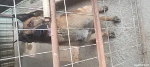  ciobănesc malinois  - imagine 2