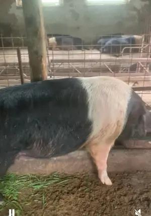 Purcei Bazna rasa pura