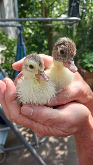 Ouă de rațe mute. - imagine 2