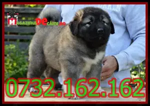 Cumpara legal catei Ciobanesc Caucazian Talie Mare cu Factura,Microcip,Garantie-Livrare la Brasov