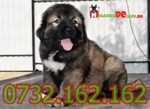 Cumpara legal Ciobanesc Caucazian cu Factura,Microcip,Carnet,Inregistrare-Livrare la Cluj Napoca