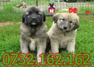Cumpara legal catei Ciobanesc Caucazian Talie Mare cu Factura,Microcip,Garantie-Livrare la Brasov - imagine 2
