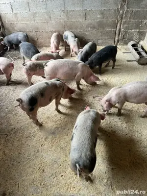 Purcei 3 luni tata pietrain pur  - imagine 3 Purcei 3 luni tata pietrain pur  - imagine 3