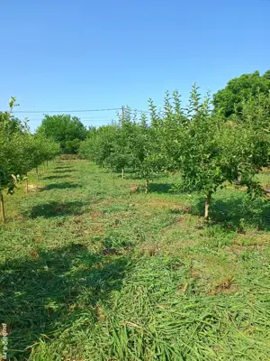 Vând teren intravilan + Livada - imagine 4