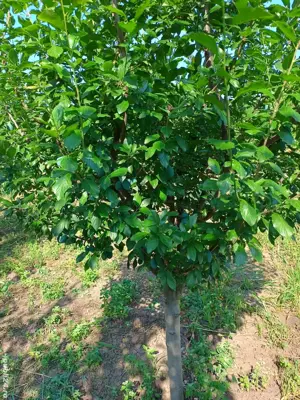 Vând teren intravilan + Livada - imagine 3